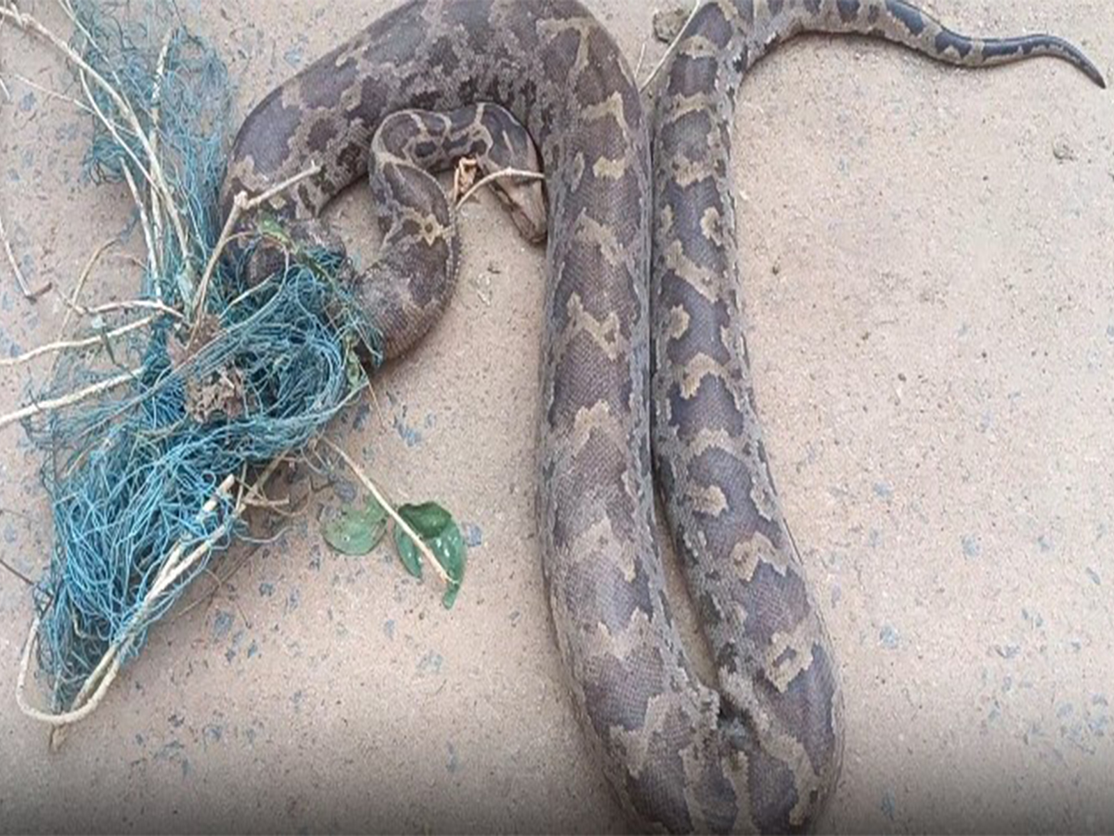 8-foot python successfully rescued (Photo/ANI) 8-foot python successfully rescued (Photo/ANI)