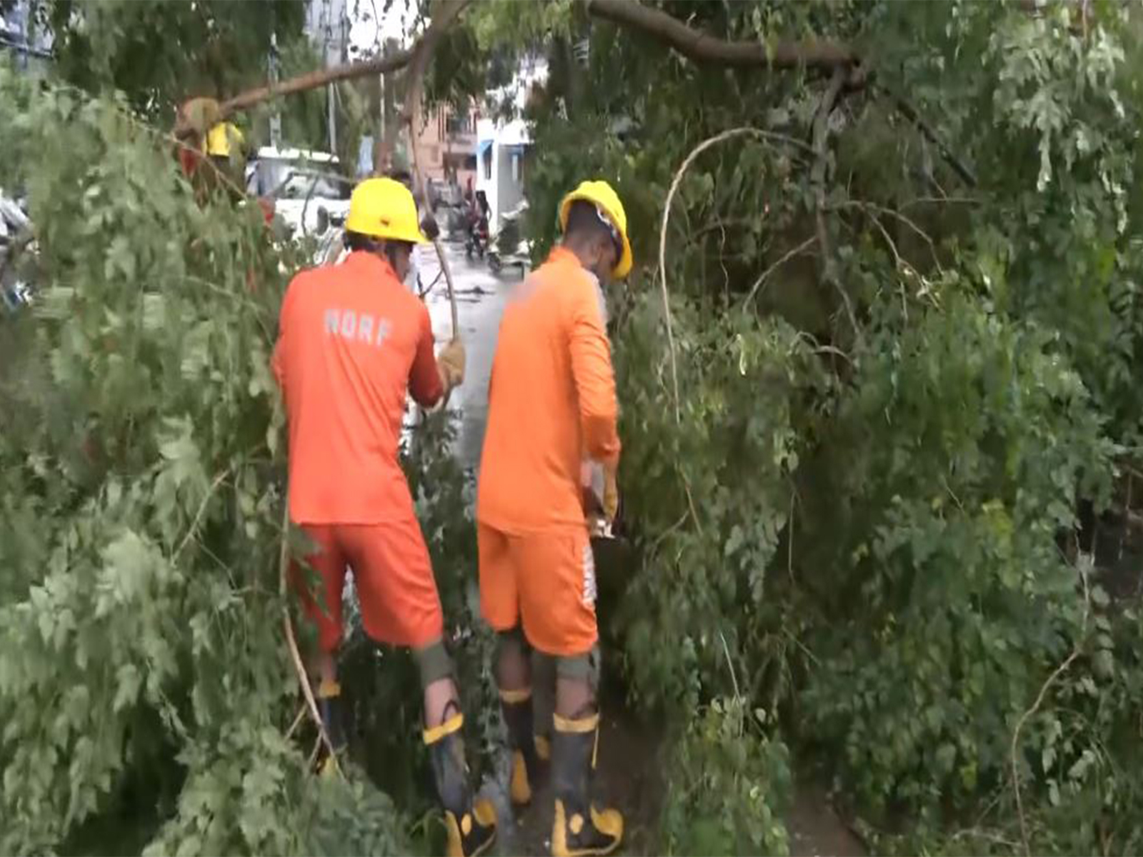 NDRF clears fallen trees, debris in Yanam after Cyclone Arnab (Photo/ANI)