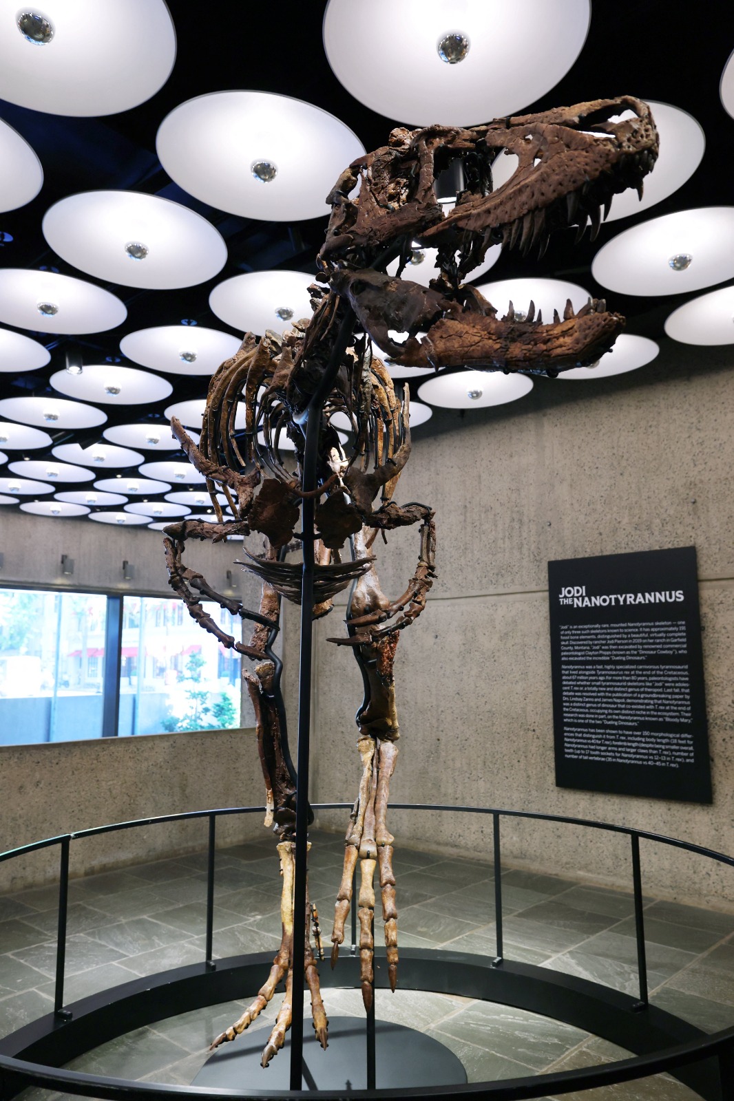 Rare Nanotyrannus skeleton sells for USD 47.3m at New York auction