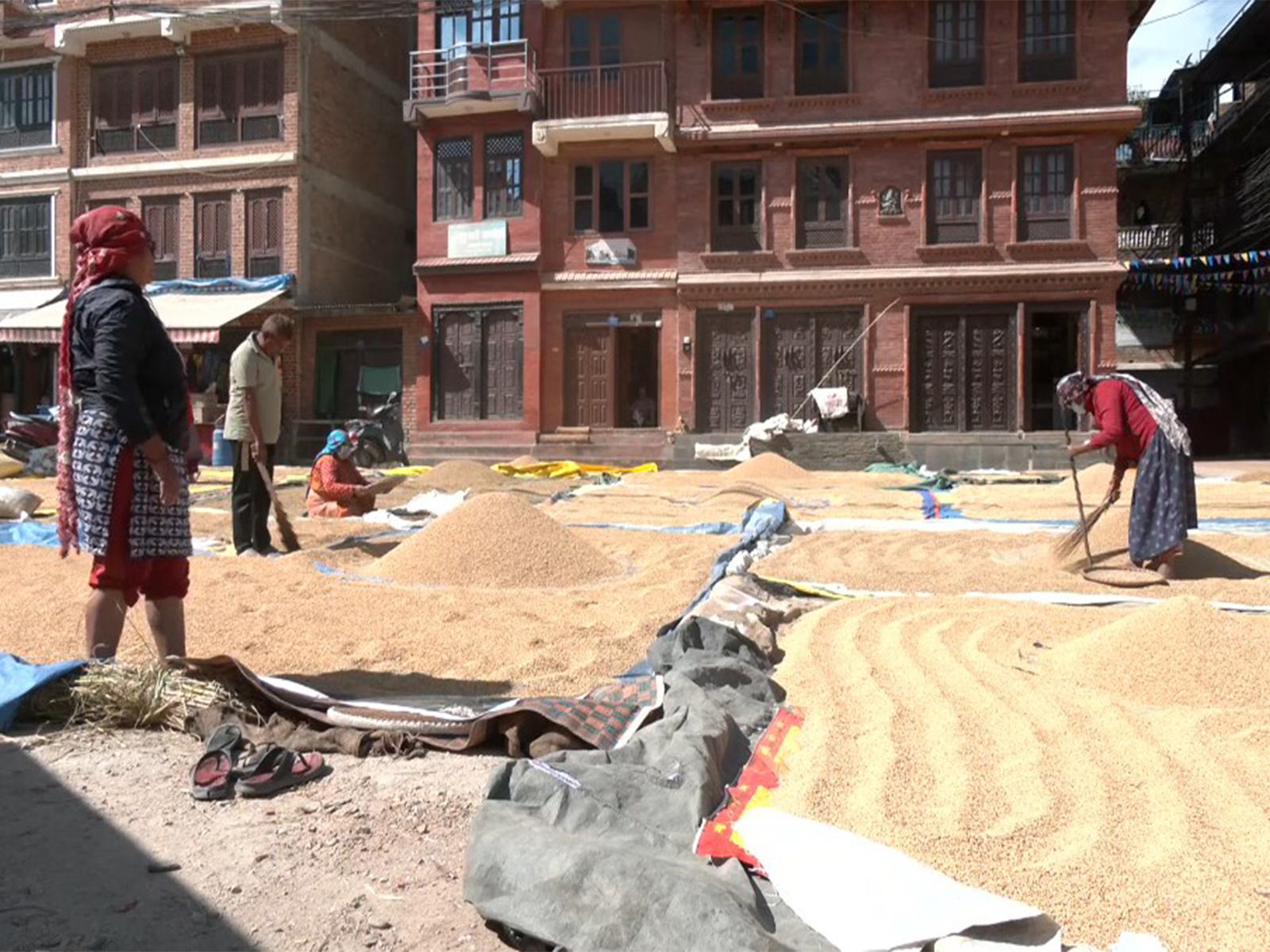 Farmers in Nepal's Lalitpur fear crop losses as cyclone-related heavy rain threatens paddy harvest (Photo/ANI)
