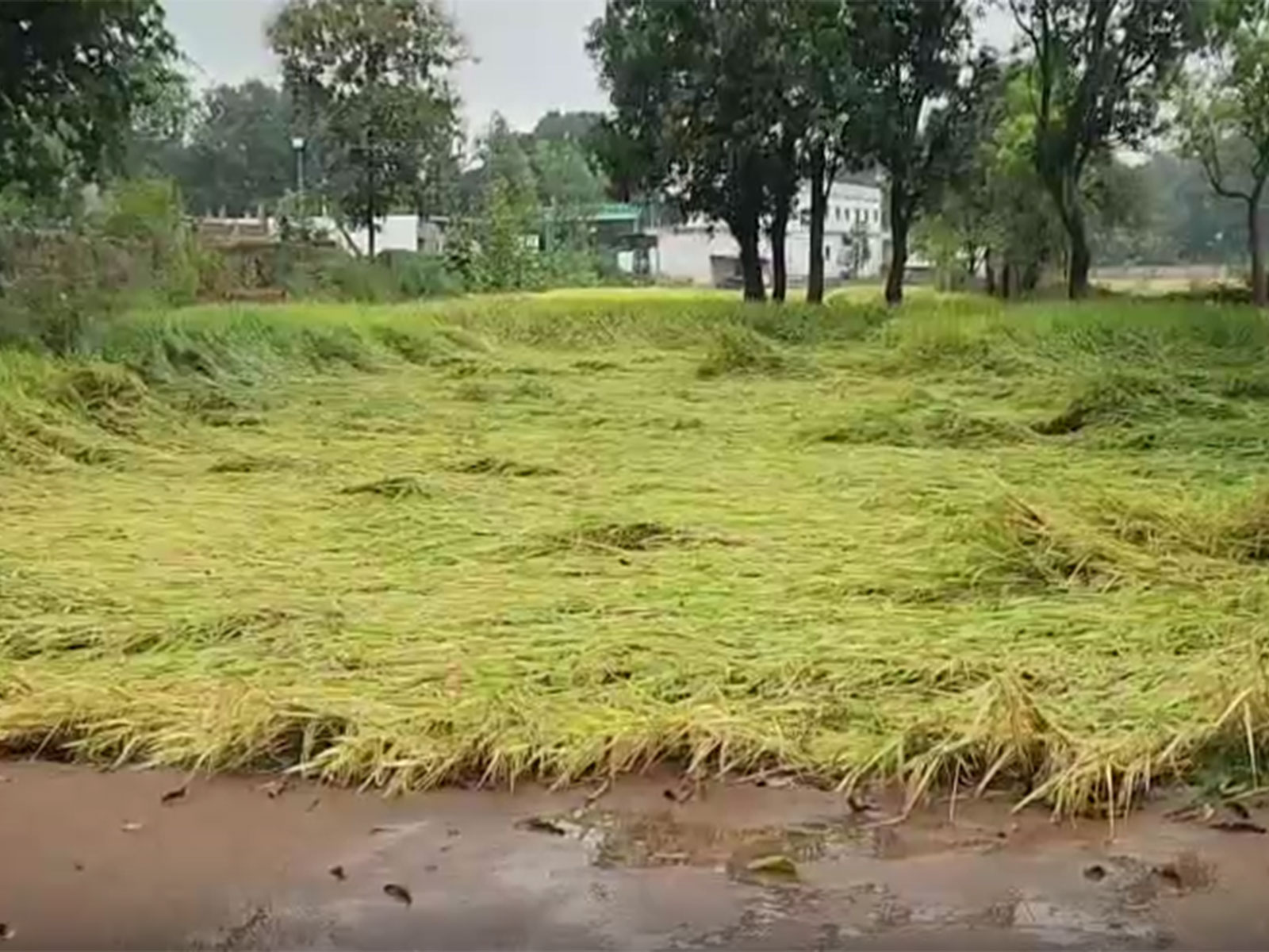 Flattened paddy plants in the fields (Photo/ANI) Flattened paddy plants in the fields (Photo/ANI)